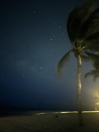 a palm tree on a beach at night